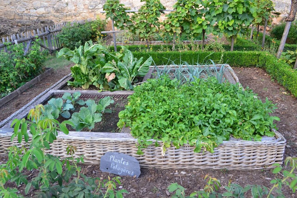 3 maneiras de fazer uma mini horta em casa | Use Orgânico