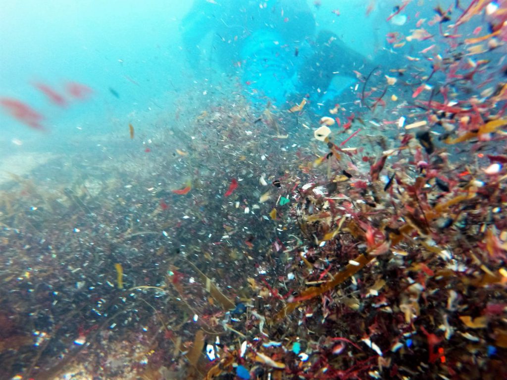 Glitter: um microplástico gerando problemas ambientais nos oceanos!