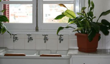 5 plantas comuns que purificam o ar da sua casa