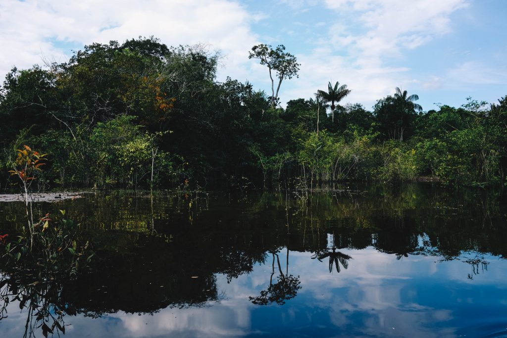 Óleos vegetais e Óleos essenciais da Amazônia