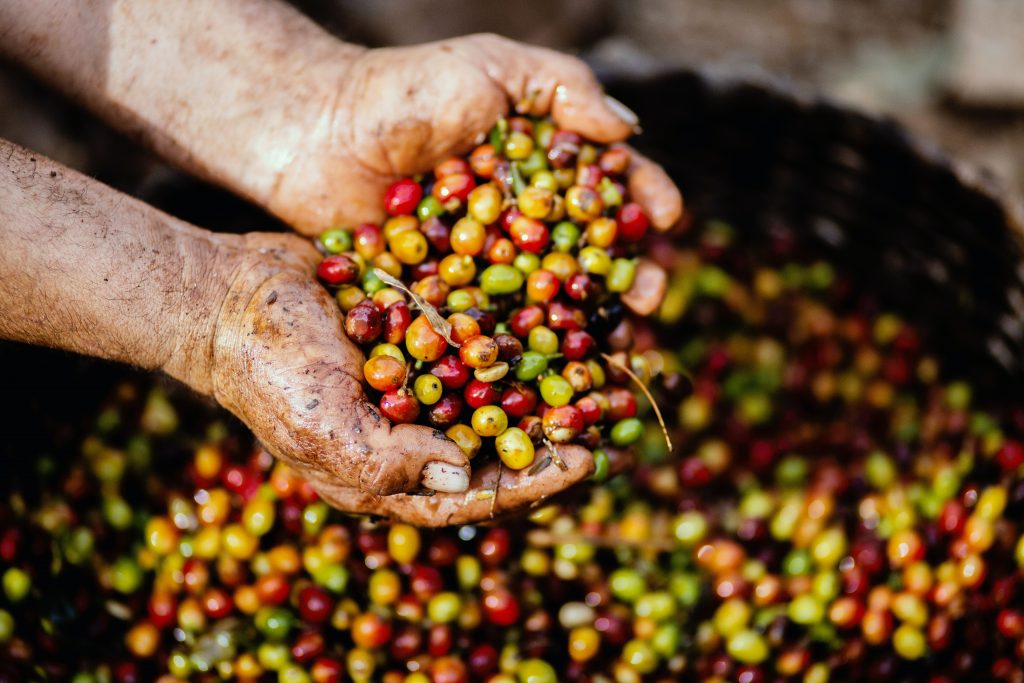 Óleo essencial de café verde e seus benefícios